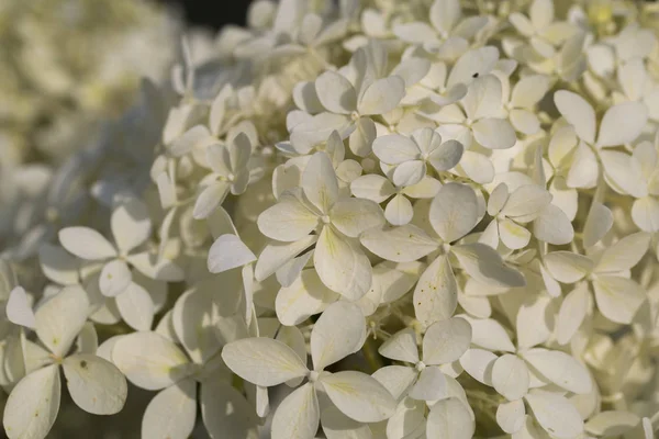 White Flowers White Background — Stock Photo, Image