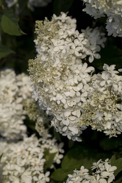 Białe Kwiaty Białym Tle — Zdjęcie stockowe