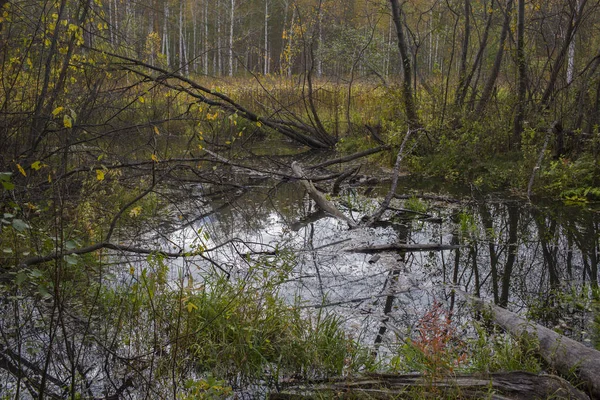 Marais Sur Fond Blanc — Photo