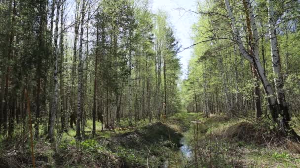 Riacho Floresta Primavera Lus — Vídeo de Stock