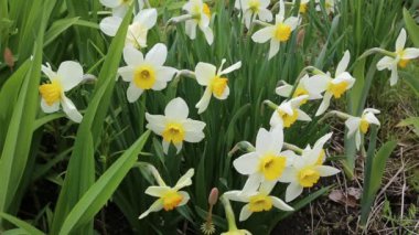 beyaz zemin üzerine Nergis