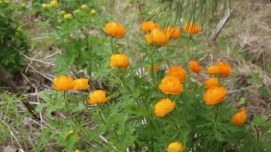 Beyaz arka planda yabani bir çiçek