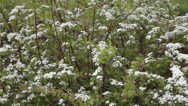 Arbusto Floração Fundo Branco — Vídeo de Stock