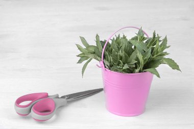 Bir demet nane makasla Beyaz ahşap zemin üzerinde pembe bir Web.