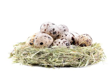 Bir sürü Bıldırcın yumurta çim yeşil bir yuvada. beyaz bir arka plan üzerinde. izole