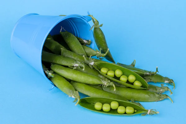 Fresh green peas in a stitch in a decorative blue bucket on a bright blue background