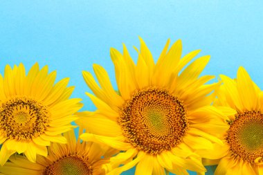 parlak güzel sarı ayçiçeği parlak mavi bir arka plan üzerinde bir sürü. yukarıdan görüntülemek.