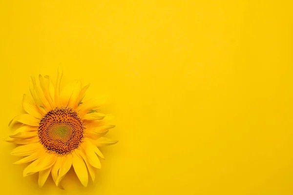 Jasny Piękny Żółty Słonecznik Jasnym Tle Żółty Widok Góry Miejscem — Zdjęcie stockowe