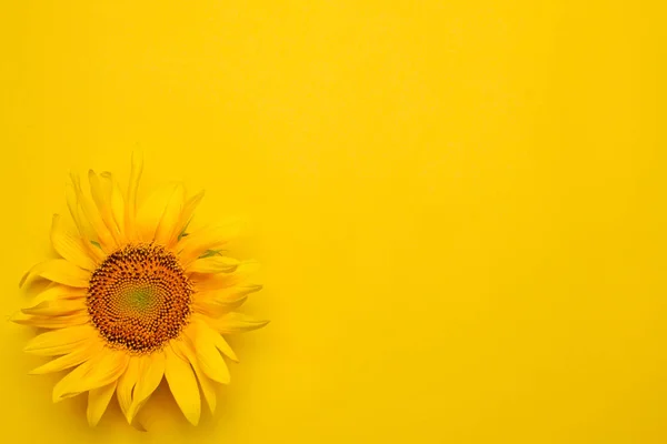 Bright Beautiful Yellow Sunflower Bright Yellow Background View Place Inscription — Stock Photo, Image