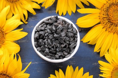 Ayçiçeği mavi ahşap bir masa üzerinde çevrili beyaz bir kase içinde tohum. üstten görünüm