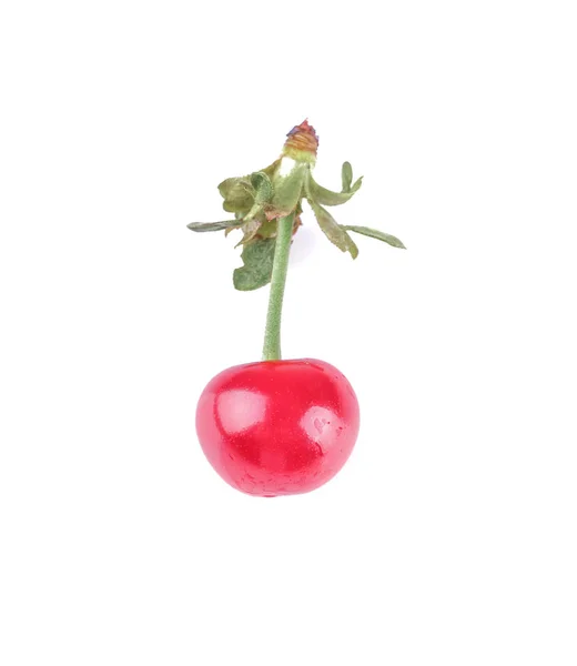 Fresh Ripe Cherry Close Handle White Isolated Background — Stock Photo, Image