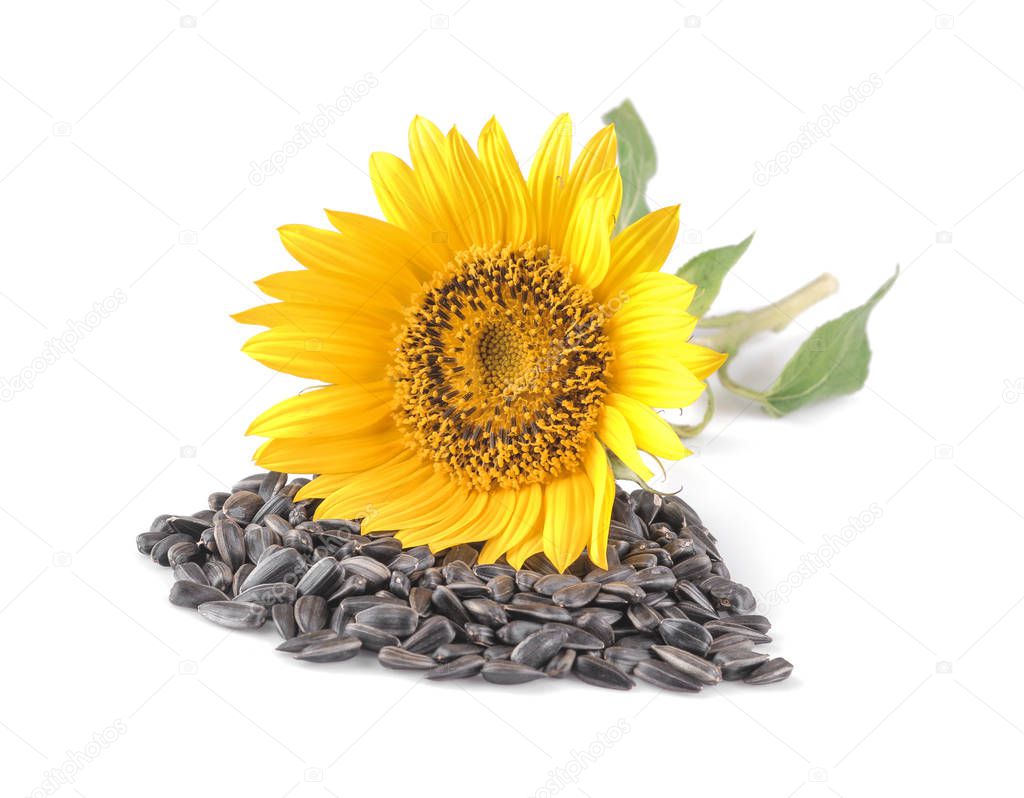 beautiful yellow sunflower and sunflower seeds on white isolated background