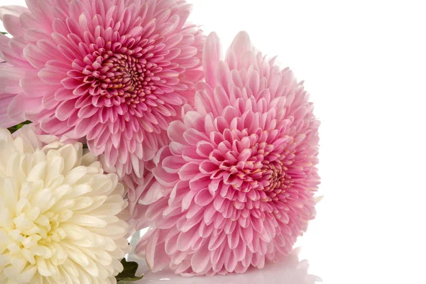 chrysanthemums on white isolated background. autumn flowers