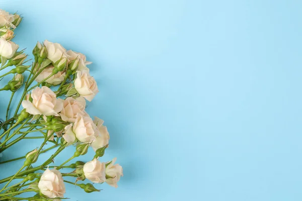 Frame of beautiful mini roses on a bright blue background. beautiful flowers. holidays. view from above