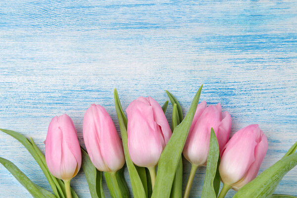 Frame of a beautiful bouquet of pink tulips flowers on a blue wooden background. top view. space for text spring. holidays.