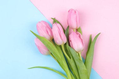 Son moda pembe ve mavi renkli arka plan üzerinde güzel Pembe Lale çiçek bir buket. Bahar. tatil. Üstten Görünüm