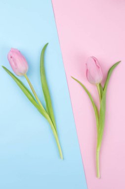 Son moda pembe ve mavi renkli arka plan üzerinde güzel Pembe Lale çiçek bir buket. Bahar. tatil. Üstten Görünüm