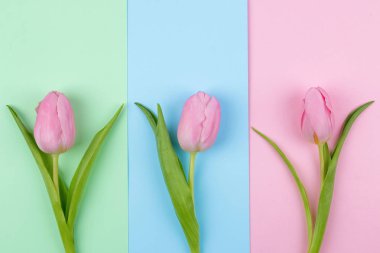 Güzel Pembe Lale çiçek trendy pembe, mavi ve yeşil trendy arka plan üzerinde. Bahar. tatil. Üstten Görünüm