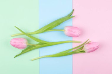 Güzel Pembe Lale çiçek trendy pembe, mavi ve yeşil trendy arka plan üzerinde. Bahar. tatil. Üstten Görünüm