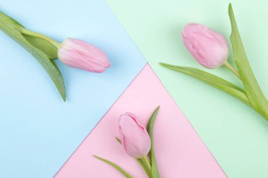 Güzel Pembe Lale çiçek trendy pembe, mavi ve yeşil trendy arka plan üzerinde. Bahar. tatil. Üstten Görünüm