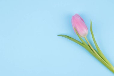  Lale trendy parlak mavi bir arka plan üzerinde güzel pembe çiçekler. Bahar. tatil. Üstten Görünüm. Ücretsiz yer