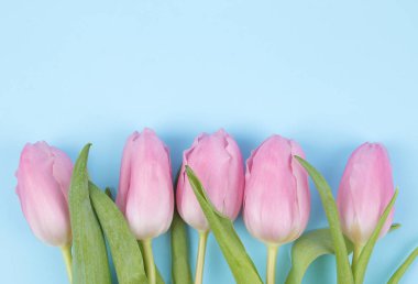 Lale trendy parlak mavi bir arka plan üzerinde güzel pembe çiçekler buket. Bahar. tatil. Üstten Görünüm. Ücretsiz yer