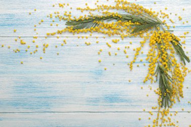 Sarı Mimoza ve çerçeve mavi ahşap bir masa üzerine güzel çiçekler. Üstten Görünüm. metin için yer