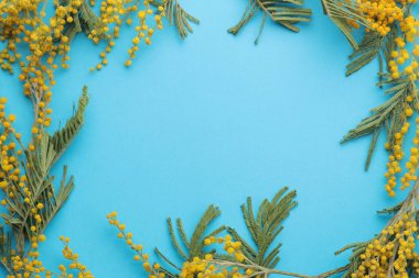 Sarı Mimoza, çerçeve mavi moda kağıt arka plan üzerine güzel çiçekler. Üstten Görünüm.