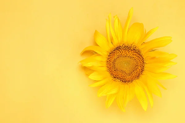 Leuchtend Schöne Gelbe Sonnenblume Auf Leuchtend Gelbem Hintergrund Blick Von — Stockfoto