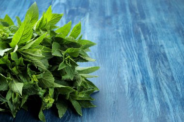 Nane. Yaprakları ve ahşap mavi bir masa üzerinde taze yeşil yabani nane dalları. Close
