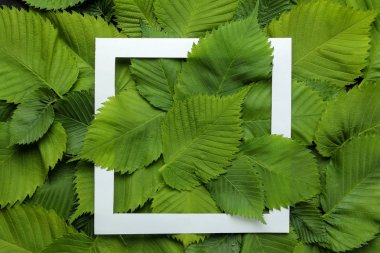 Soyut yaz kompozisyonu. Somut siyah bir arka plan üzerinde güzel yeşil yapraklarımetin için Çerçeve. üst görünüm.