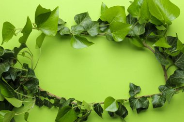 Soyut yaz kompozisyonu. parlak yeşil bir arka plan üzerinde güzel yeşil sarmaşık yaprakları ve dal çerçeve. üst görünüm. ücretsiz yer