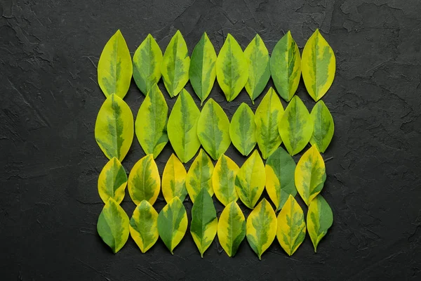 Somut Siyah Bir Arka Plan Üzerinde Güzel Yeşil Yapraklarısoyut Yaz — Stok fotoğraf