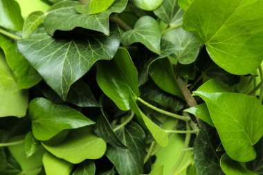 Parlak yeşil bir arka plan üzerinde güzel yeşil sarmaşık yaprakları Soyut yaz kompozisyon. yaprakların arka plan. üst görünüm.