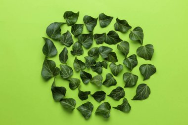 Parlak yeşil bir arka plan üzerinde güzel yeşil sarmaşık yaprakları Soyut yaz kompozisyon. üst görünüm.