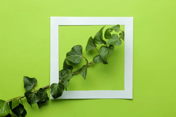 Abstract Summer Composition Frame Beautiful Green Ivy Leaves Twig Bright — Stock Photo, Image