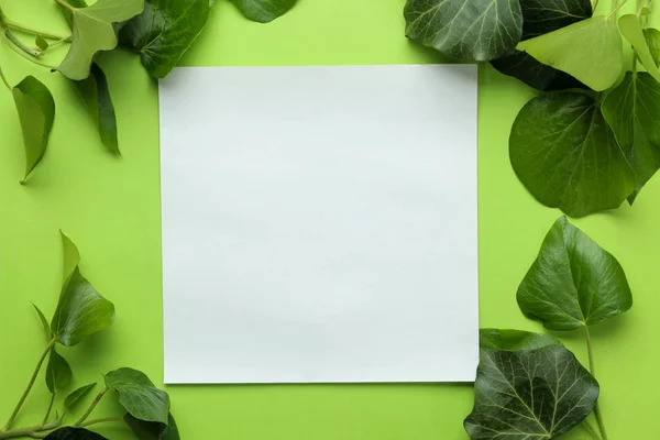 Abstrakcyjna Kompozycja Letnia Puste Dla Tekstu Piękne Zielone Liście Bluszcz — Zdjęcie stockowe