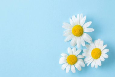 Papatya. Hafif açık mavi arka plan üzerinde tıbbi küçük papatya çiçekleri. üst görünüm. metin için alan