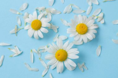 Papatya. Hafif açık mavi arka plan üzerinde tıbbi küçük papatya çiçekleri ve yaprakları. üst görünüm