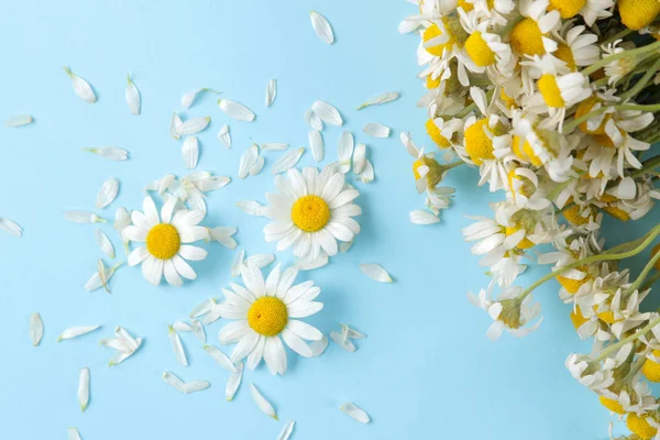 Chamomile. Medicinal little daisy flowers and petals on a gentle light blue background. top view