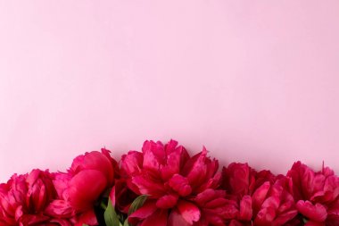 Yumuşak pembe arka plan üzerinde güzel parlak pembe çiçekler şakayık çerçeve. üst görünüm. metin için alan