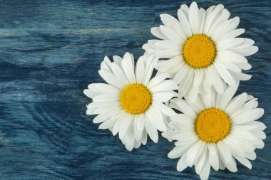 Mavi ahşap bir masa üzerinde büyük beyaz papatya çiçekleri. çiçek çerçevesi. üst görünüm.