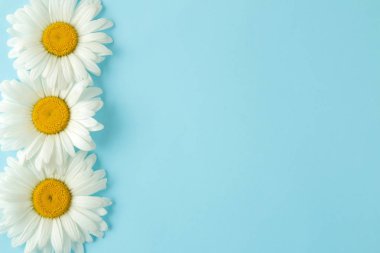 Hafif açık mavi arka plan üzerinde büyük beyaz papatya çiçekleri. Çiçek çerçevesi. üst görünüm. metin için alan