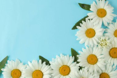 Hafif açık mavi arka plan üzerinde büyük beyaz papatya çiçekleri. Çiçek çerçevesi. üst görünüm. metin için alan
