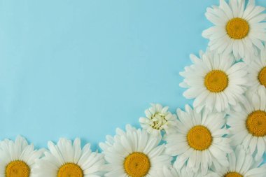 Hafif açık mavi arka plan üzerinde büyük beyaz papatya çiçekleri. Çiçek çerçevesi. üst görünüm. metin için alan