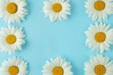 Hafif açık mavi arka plan üzerinde büyük beyaz papatya çiçekleri. Çiçek çerçevesi. üst görünüm. metin için alan