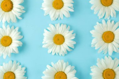 Hafif açık mavi arka plan üzerinde büyük beyaz papatya çiçekleri. çiçek arka plan. üst görünüm.