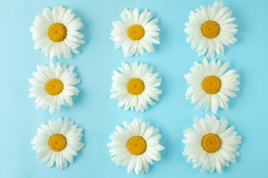 Hafif açık mavi arka plan üzerinde büyük beyaz papatya çiçekleri. çiçek arka plan. üst görünüm.