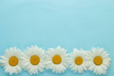 Hafif açık mavi arka plan üzerinde büyük beyaz papatya çiçekleri. Çiçek çerçevesi. üst görünüm. metin için alan