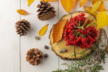 Viburnum, koniler ve ladin ve sonbahar sarı yaprakları beyaz ahşap bir masa üzerinde sprigs. sonbahar kompozisyon. üst görünüm